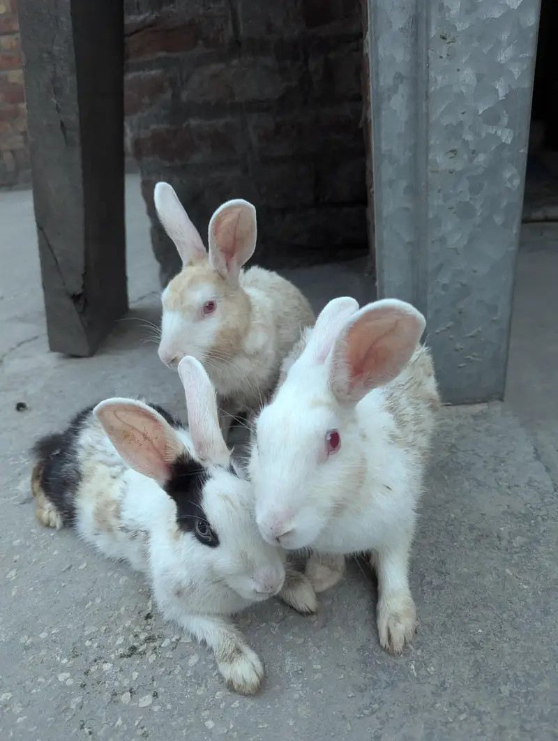 pure Red eyes white pair and black white female rabbit