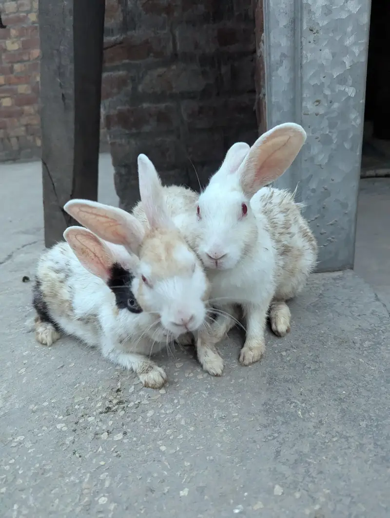 pure Red eyes white pair and black white female rabbit — photo 2