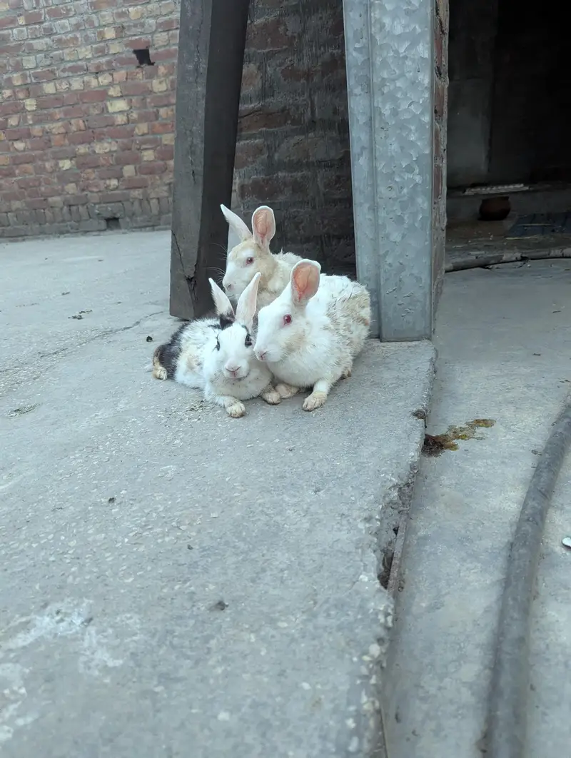 pure Red eyes white pair and black white female rabbit — photo 3