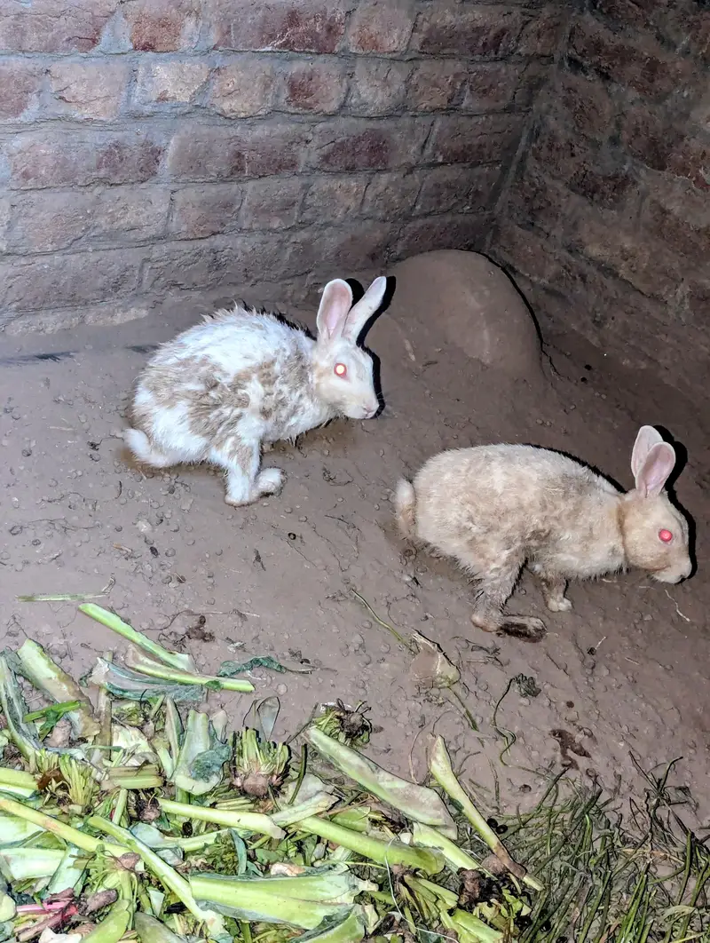 pure Red eyes white pair and black white female rabbit — photo 4