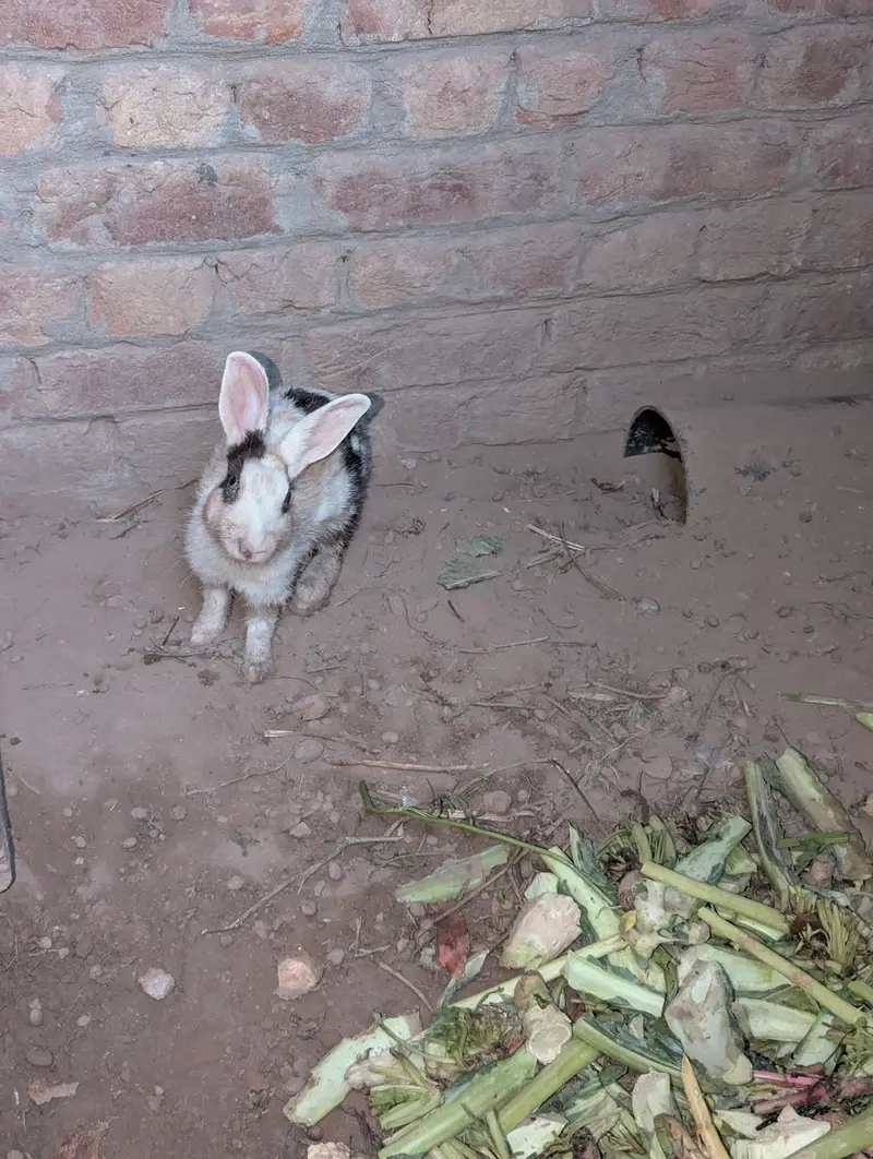 pure Red eyes white pair and black white female rabbit — photo 5