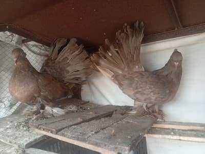 American Lucky pigeon pair  big size