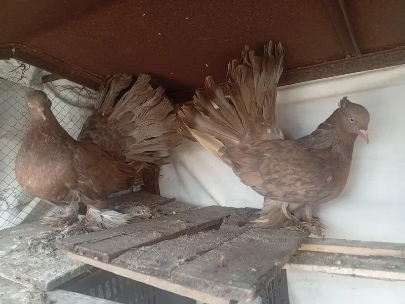 American Lucky pigeon pair  big size — photo 2