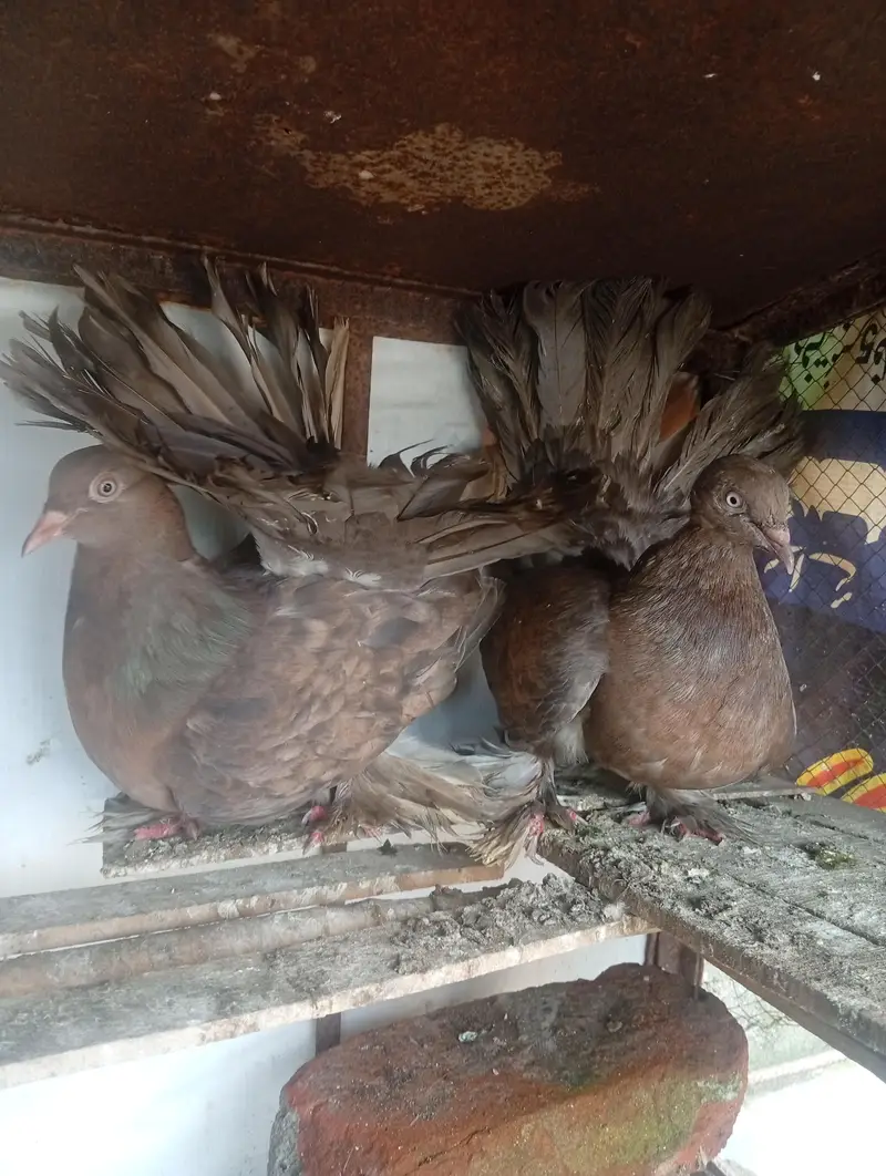 American Lucky pigeon pair  big size — photo 3