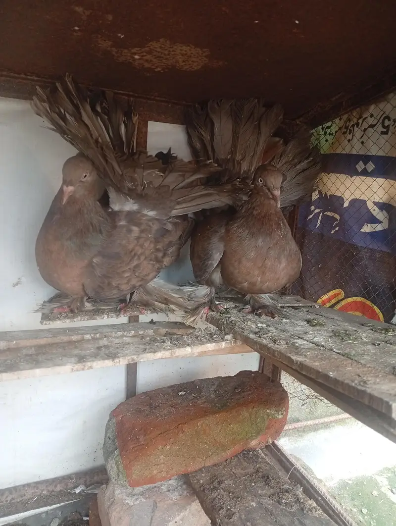 American Lucky pigeon pair  big size — photo 4