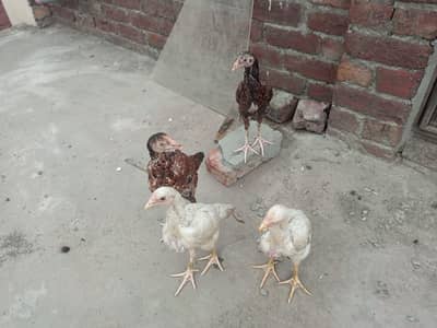 Aseel Heera