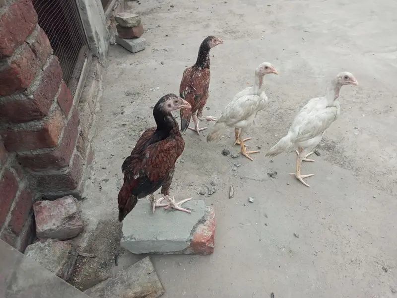 Aseel Heera — photo 2