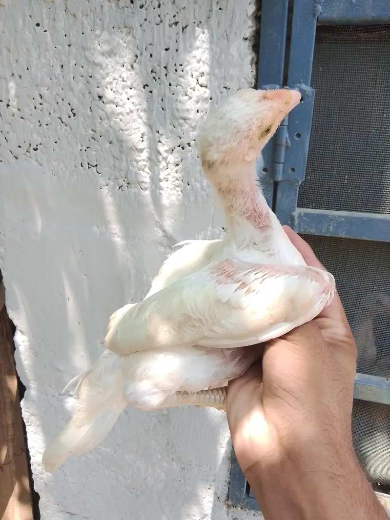 Aseel heera — photo 3