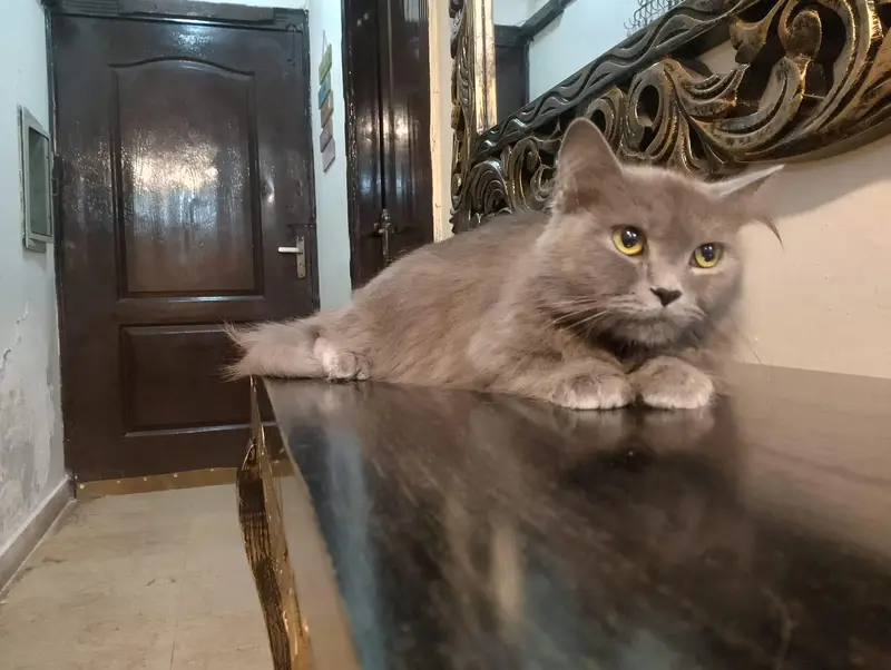 American Short Hair Cat