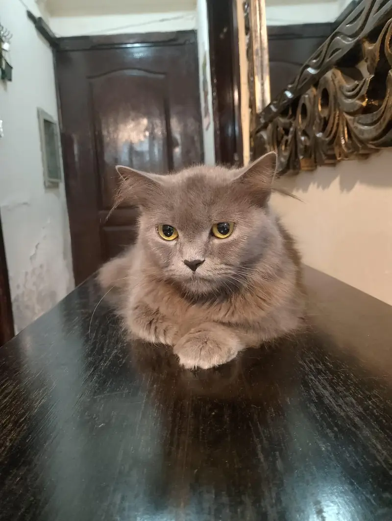 American Short Hair Cat — photo 2