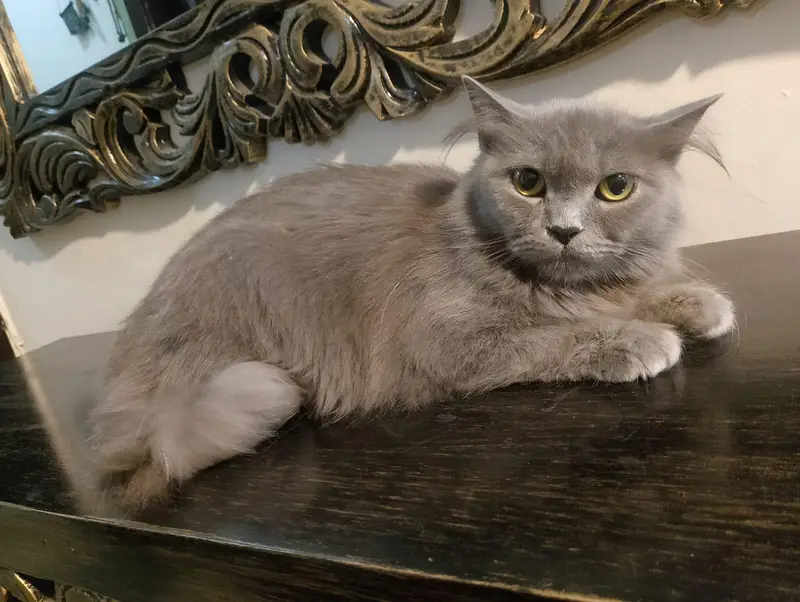 American Short Hair Cat — photo 3