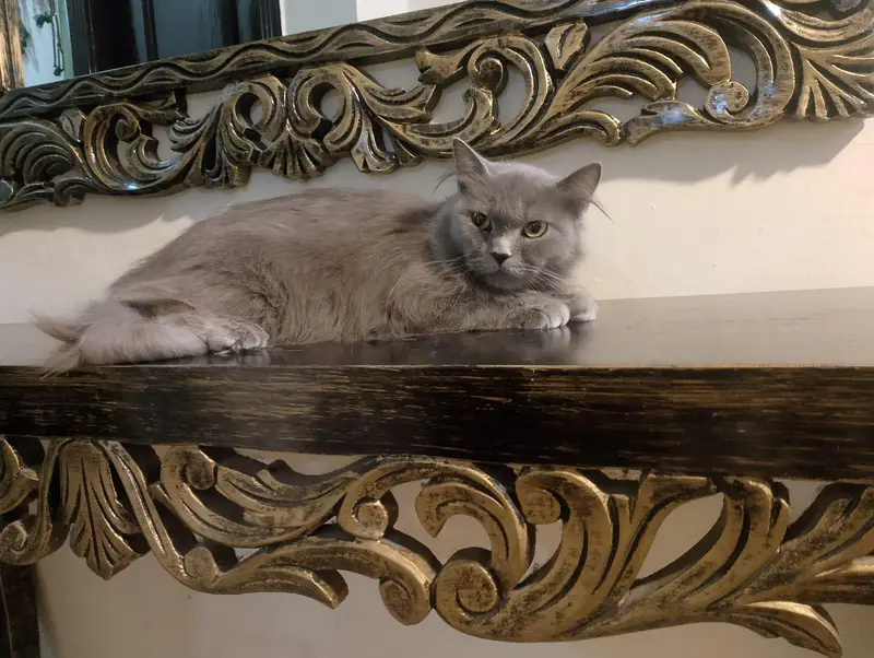 American Short Hair Cat — photo 4