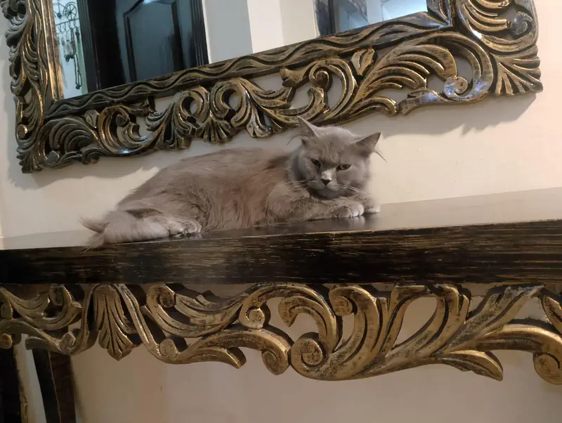 American Short Hair Cat — photo 5