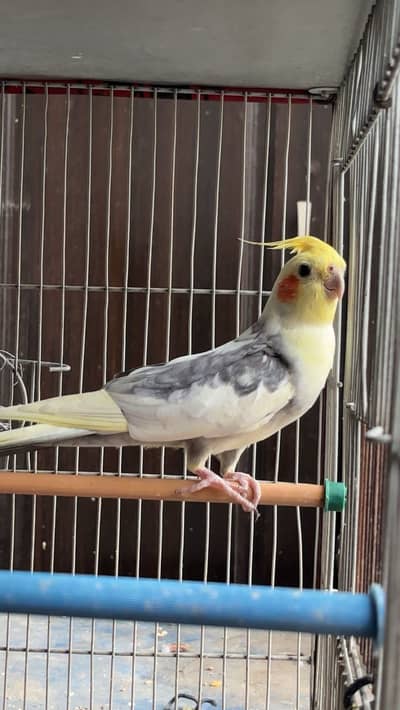 Cream pied breeder male and blue recessive pied budguie breeder pair