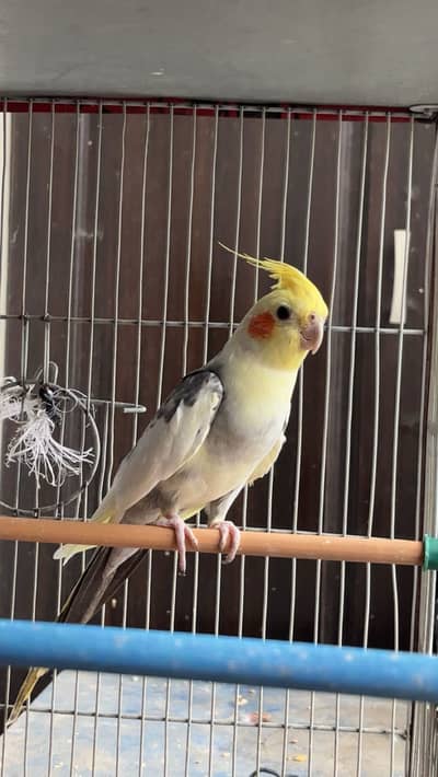 Cream pied breeder male and blue recessive pied budguie breeder pair