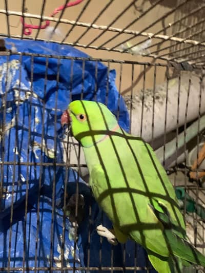 Ringneck Pair – Healthy & Active