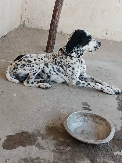 dog for sale