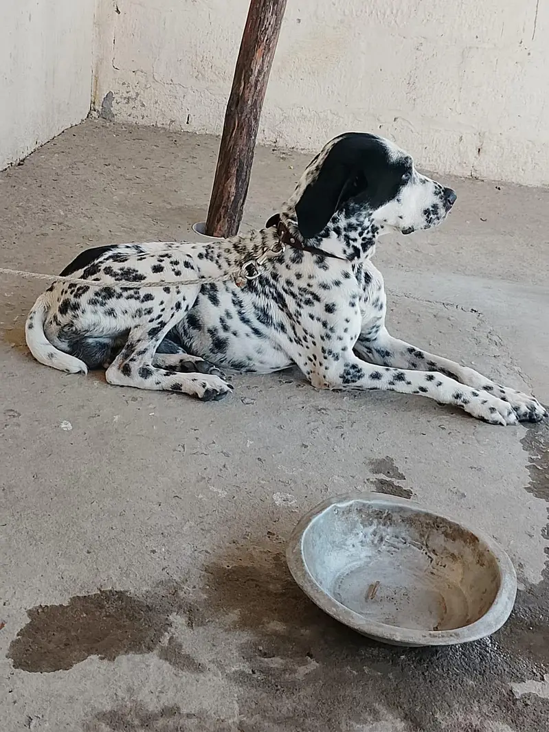 dog for sale — photo 2