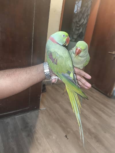 Kashmiri Raw pair parrot hand tame