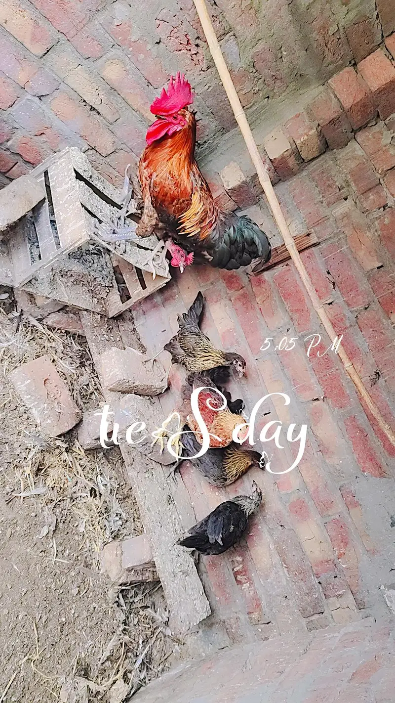 0322.4. 6.6. 9.2. 4.8 Full young cock and other hens cock for sale urgent — photo 2