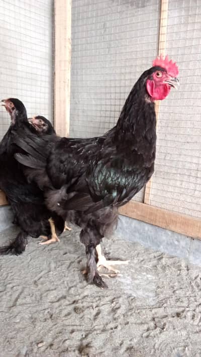 Black heavy Cochin 1+2