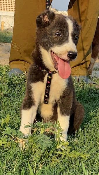 alabi Kuche mail 2 mahnt for sale active and healthy available