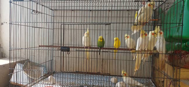 Cockatiel Healthy Birds