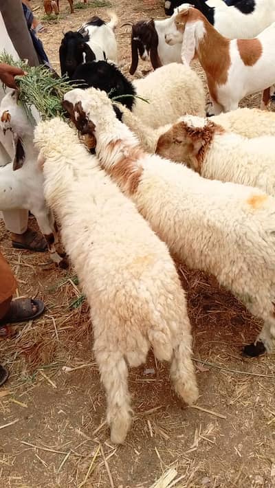 Dumba for sale