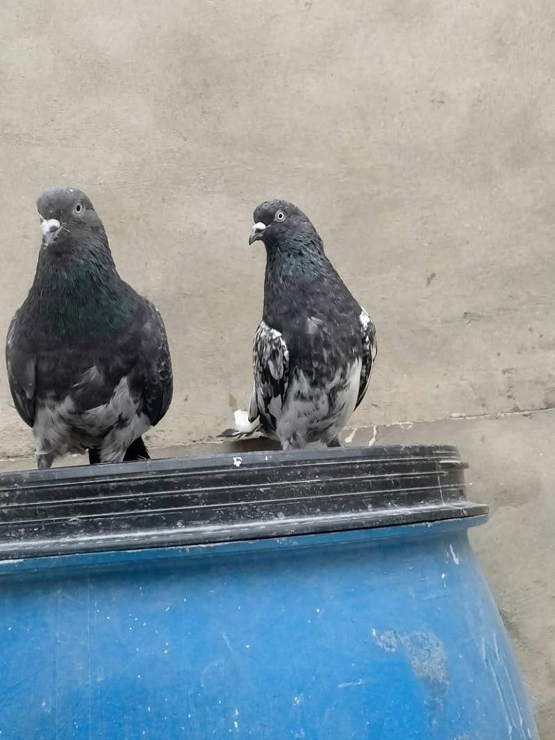 Ambersira Pair 1