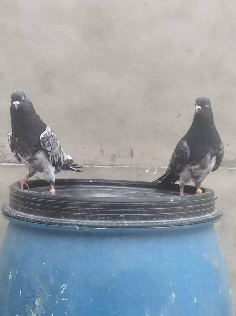 Ambersira Pair 2