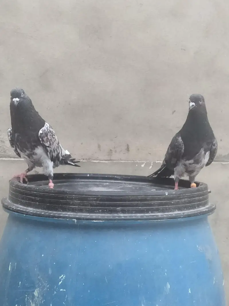 Ambersira Pair — photo 3
