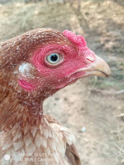 Aseel murgi for sale egg de rhi hay