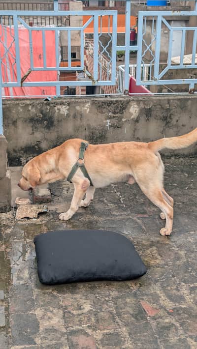 American labrador