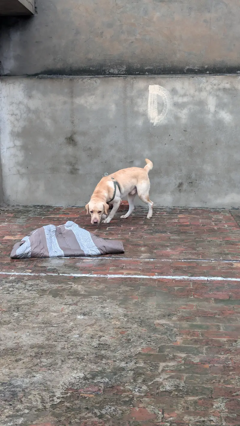 American labrador — photo 2