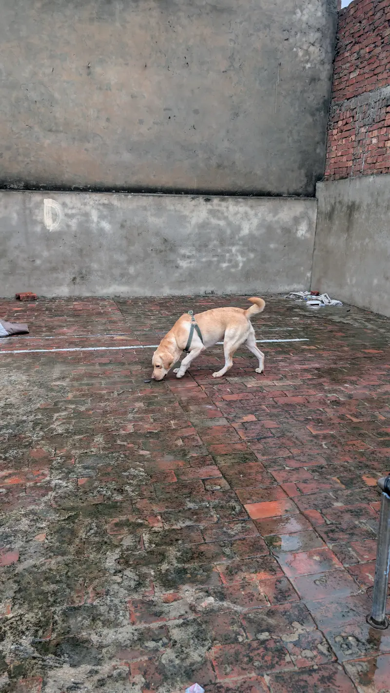 American labrador — photo 3
