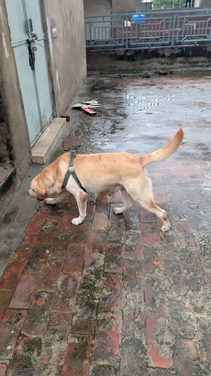 American labrador — photo 4