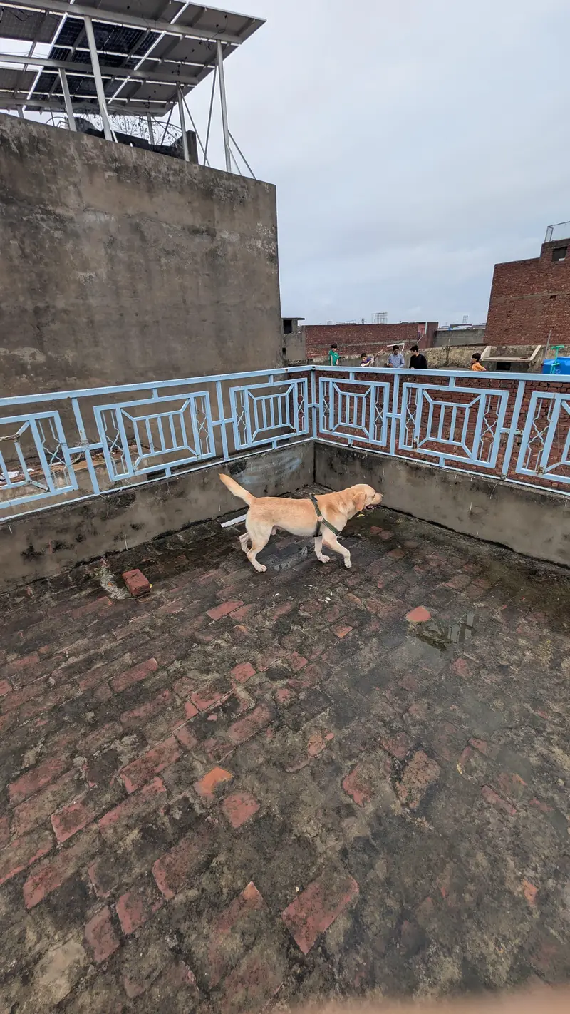 American labrador — photo 5