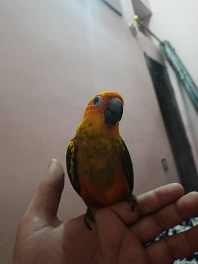 sunconure