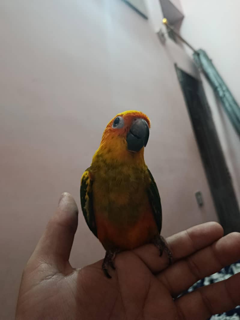 sunconure 0