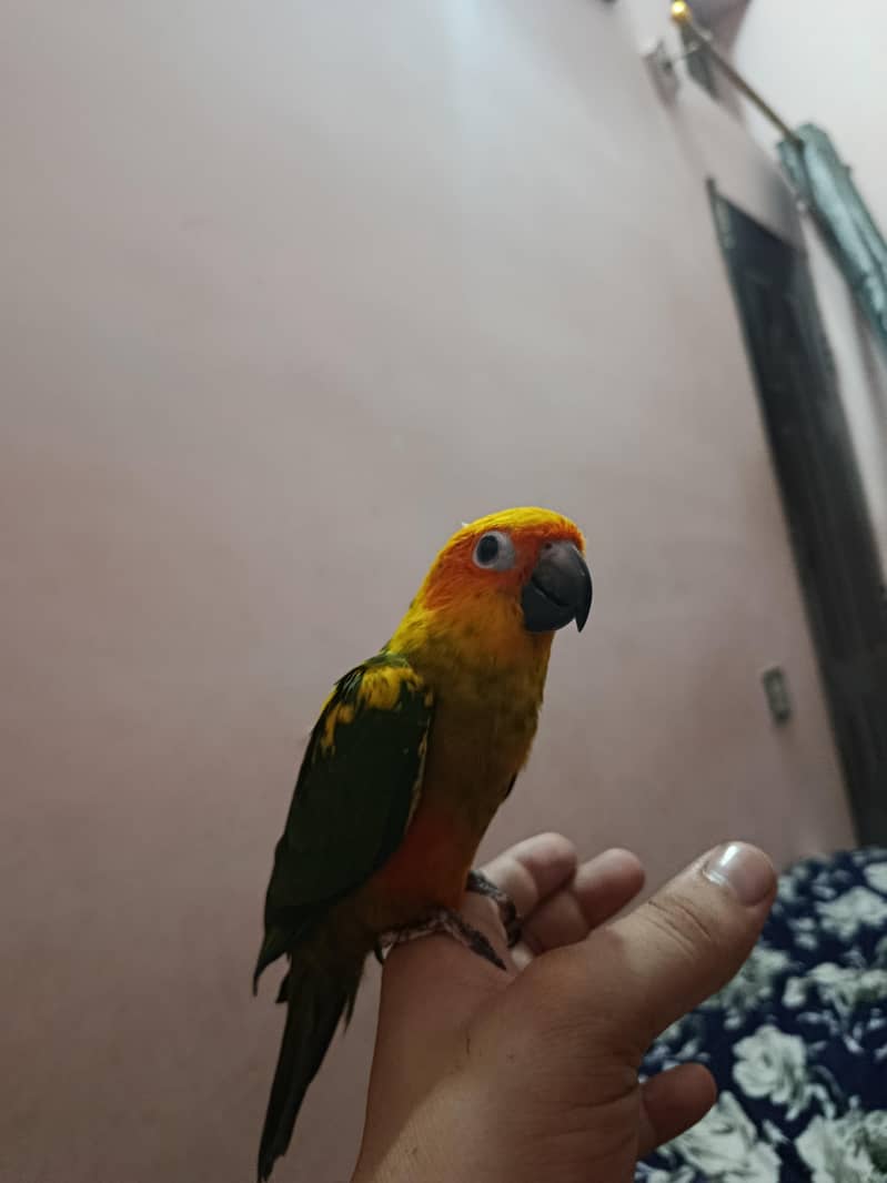 sunconure 1