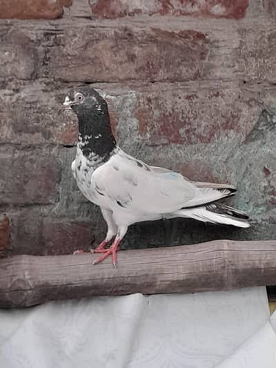 High fly pigeon male female mix