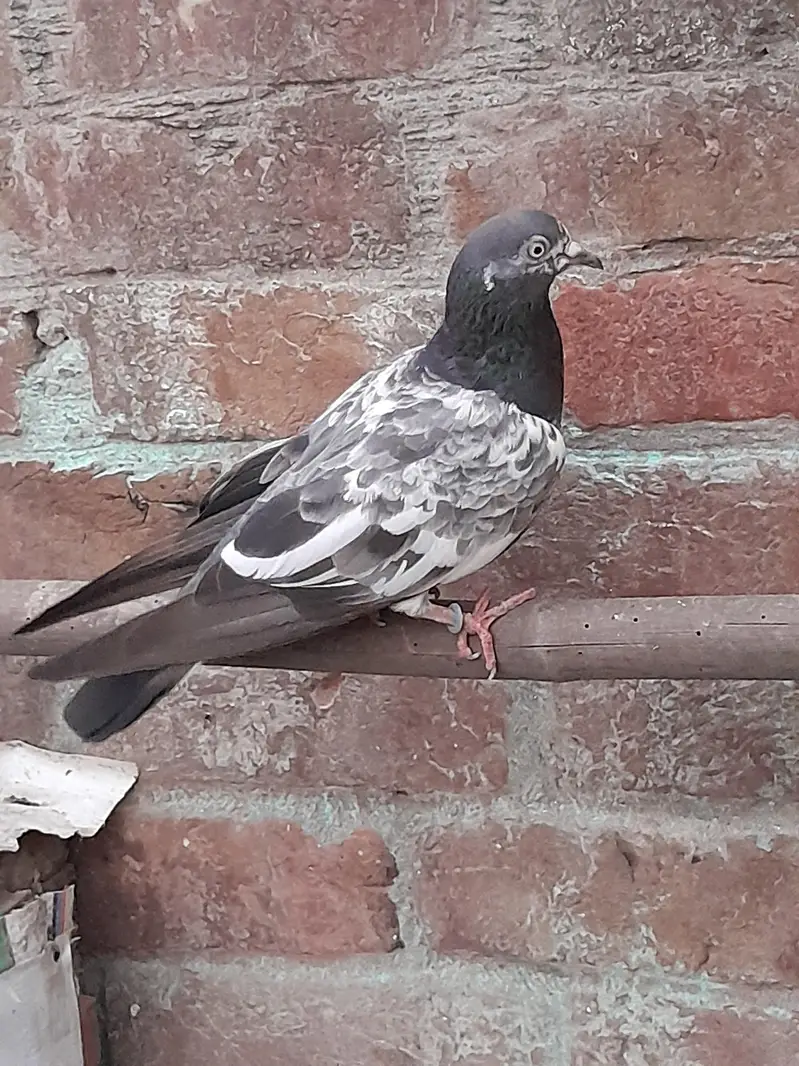 High fly pigeon male female mix — photo 2