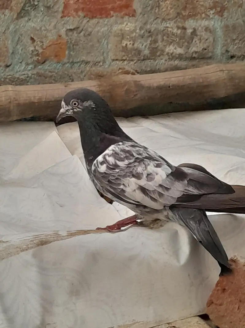 High fly pigeon male female mix — photo 3