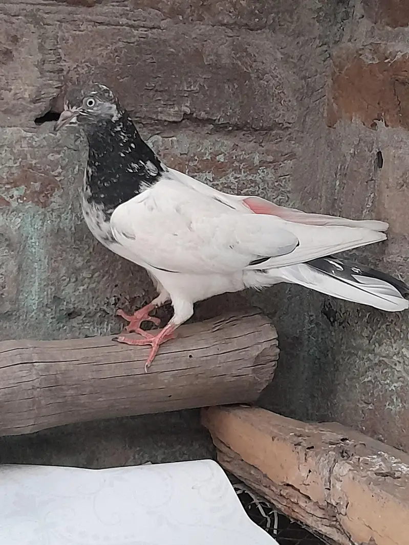 High fly pigeon male female mix — photo 4