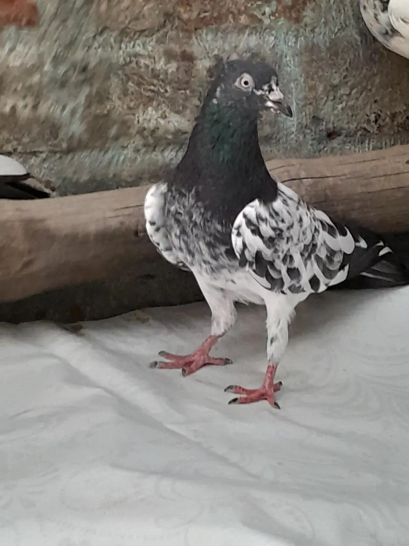 High fly pigeon male female mix — photo 5