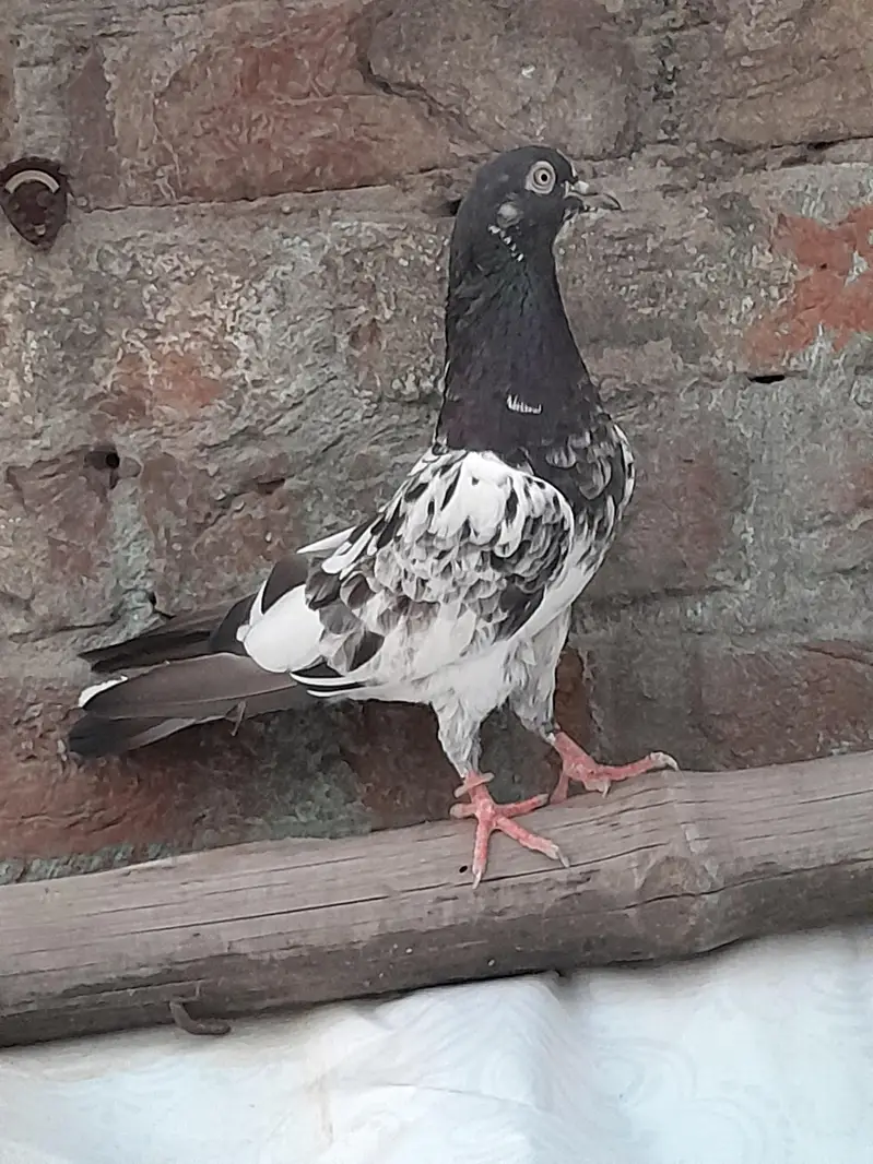 High fly pigeon male female mix — photo 6