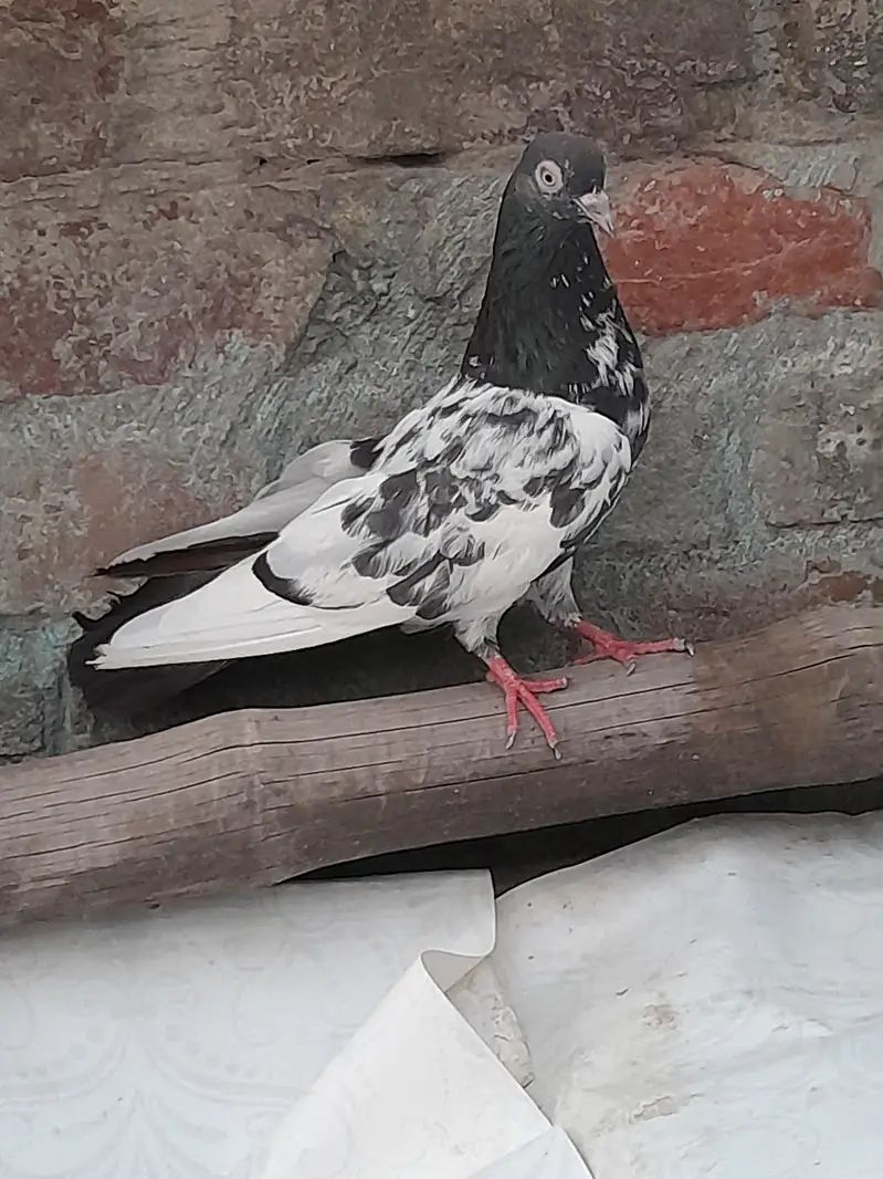 High fly pigeon male female mix — photo 7