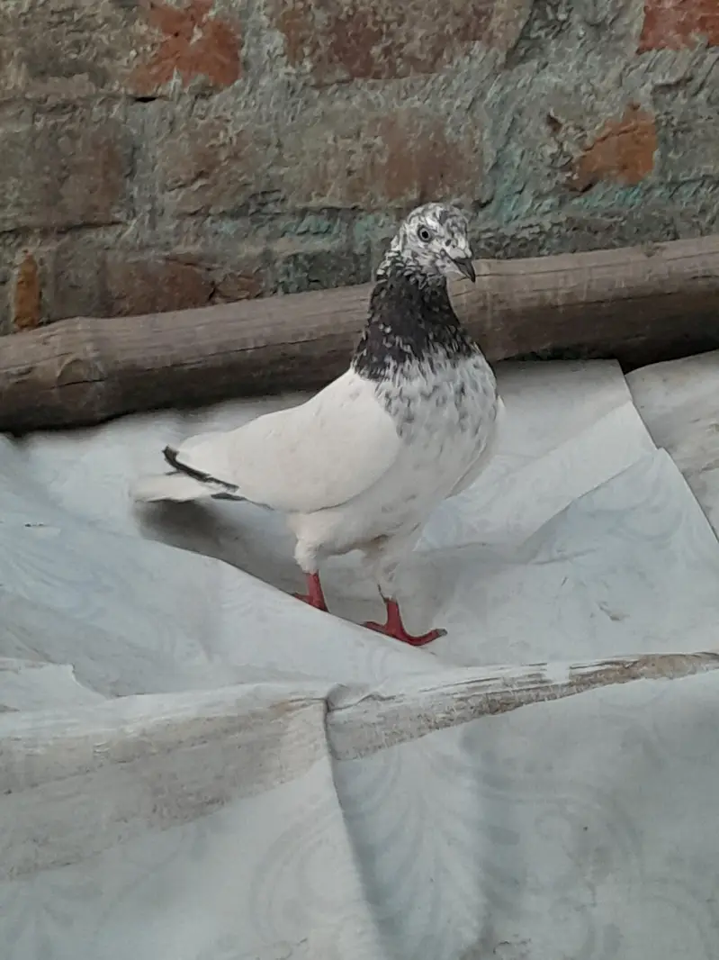 High fly pigeon male female mix — photo 8