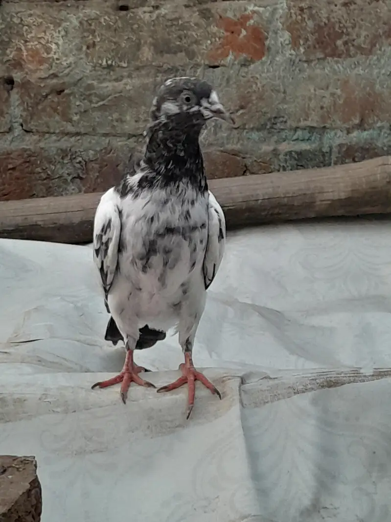 High fly pigeon male female mix — photo 9