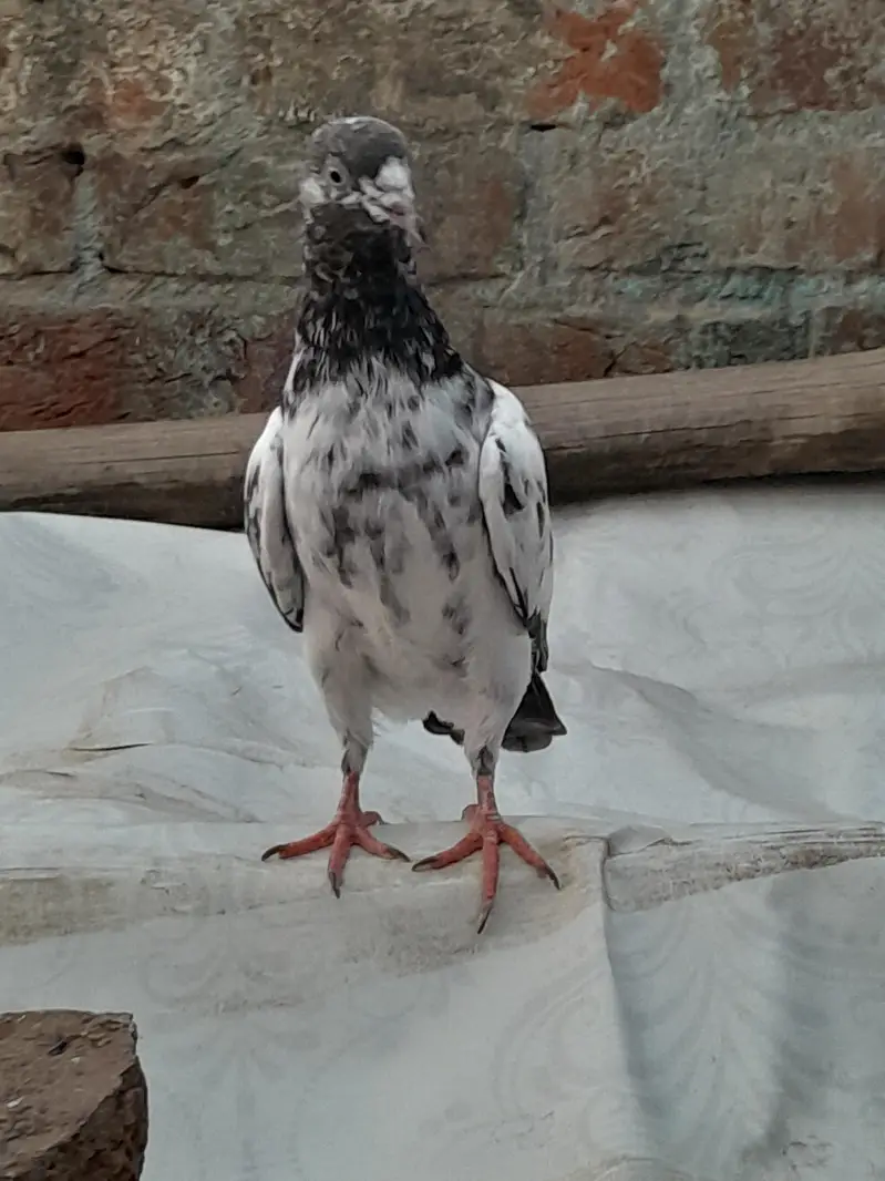 High fly pigeon male female mix — photo 10